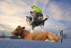 hauptsächlich verdächtig - Richard von der Schulenburg – Abendmusik im Schaufenster