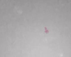 h7-club mit Goh Lee Kwang (Malaysia)- Birgit Ulher - Heiner Metzger