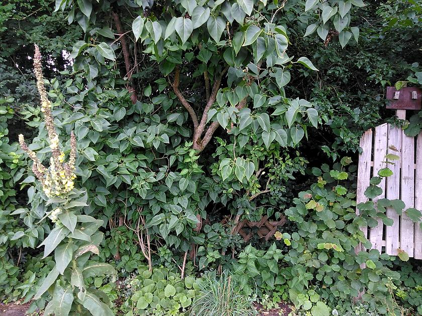 rauschmelder #27 / garten*noise mit TBC_Czepoks