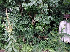 rauschmelder #27 / garten*noise mit TBC_Czepoks